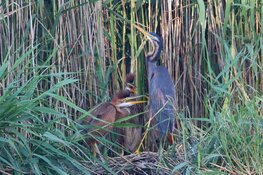 In vier jaar tijd bijna verdubbeling van purperreigers in Naardermeer