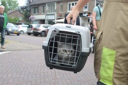 Kat Bibi na 2 dagen bevrijdt uit benarde situatie