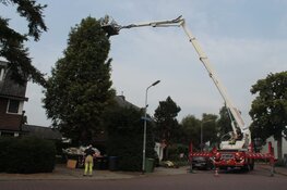 Kat Bibi na 2 dagen bevrijdt uit benarde situatie