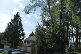 Veel afgebroken bomen en takken door storm