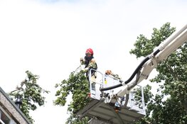 Veel afgebroken bomen en takken door storm