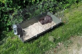 Konijnen met hok en al op straat gedumpt in Huizen