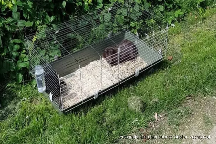 Konijnen met hok en al op straat gedumpt in Huizen