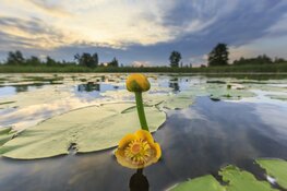 Aanleg faunapassages Naardermeer begonnen