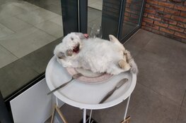 Demonstratie tegen konijnenvlees in Hilversum