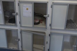 Minister belooft oplossing voor noodlijdend Naarder vogelhospitaal