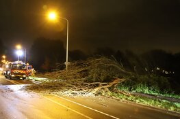 Grote omgevallen boom zorgt voor hinder in Hilversumse Meent