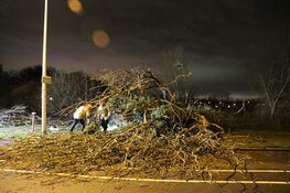 Grote omgevallen boom zorgt voor hinder in Hilversumse Meent