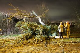 Grote omgevallen boom zorgt voor hinder in Hilversumse Meent