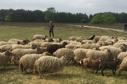 Deal: provincie blijft ondanks 'GNR-exit' betrokken bij Gooise natuur