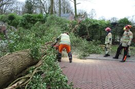 Boom op de weg Schapendrift in Blaricum