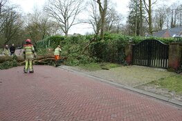 Boom op de weg Schapendrift in Blaricum