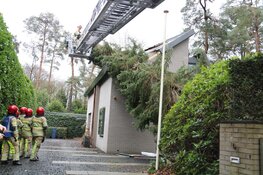 Boom beland tegen gevel van woning Naarden
