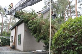 Boom beland tegen gevel van woning Naarden