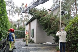 Boom beland tegen gevel van woning Naarden