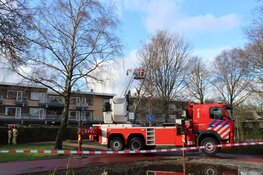 Boom met wortels uit grond gekomen in Huizen
