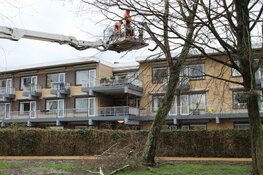 Boom met wortels uit grond gekomen in Huizen