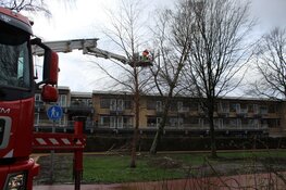 Boom met wortels uit grond gekomen in Huizen
