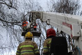 Boom met wortels uit grond gekomen in Huizen