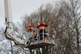 Boom met wortels uit grond gekomen in Huizen