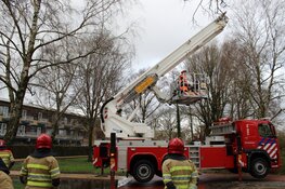 Boom met wortels uit grond gekomen in Huizen