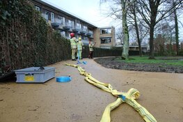 Boom met wortels uit grond gekomen in Huizen