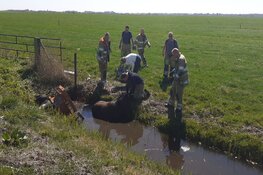 Paard en wagen raken te water in Eemnes