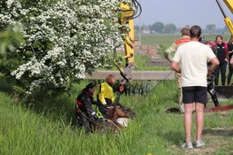 Brandweer redt paard uit benarde situatie in Weesp