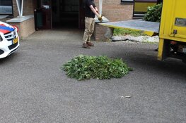 Hennepkwekerij in Huizen ontmanteld