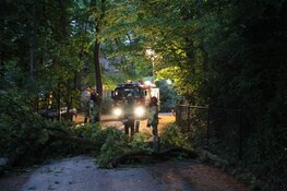 Boom omgewaaid in Blaricum