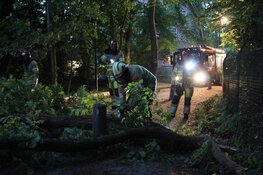 Boom omgewaaid in Blaricum