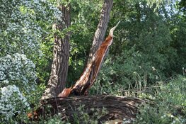 Omgewaaide boom zorgt voor overlast in Weesp