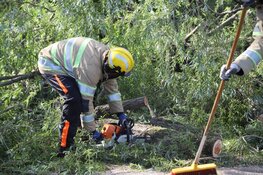 Omgewaaide boom zorgt voor overlast in Weesp