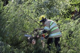 Omgewaaide boom zorgt voor overlast in Weesp