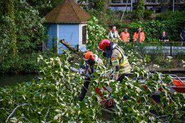 Grote boom in Hilversum waait om door harde wind