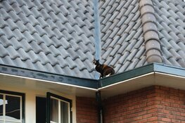 Kat Sammie onder luid applaus van dak gered in Bussum