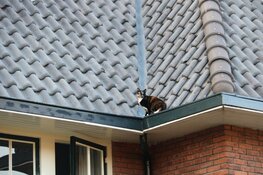 Kat Sammie onder luid applaus van dak gered in Bussum