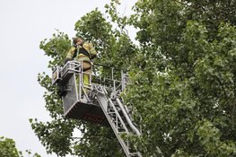 Papegaai Zazu na dag uit boom gered