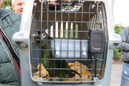 Papegaai Zazu na dag uit boom gered