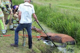 Paard uit sloot gered in Blaricum