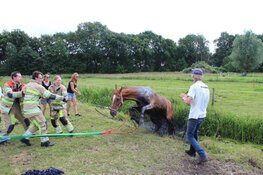 Paard uit sloot gered in Blaricum