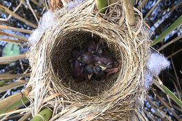 Nieuwe broedlocaties grote karekiet in Loosdrechtse plassen