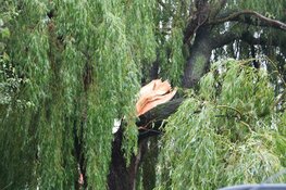 Grote tak breekt af en belandt op busje in Naarden