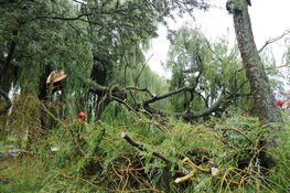 Grote tak breekt af en belandt op busje in Naarden