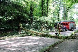 Naarderweg enige tijd afgesloten door boom over de weg