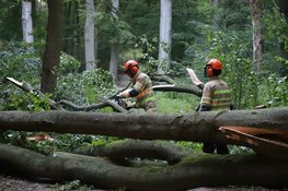 Grote boom blokkeert fietspad tussen Bussum en Huizen
