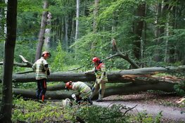 Grote boom blokkeert fietspad tussen Bussum en Huizen