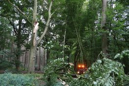 Grote boom blokkeert fietspad tussen Bussum en Huizen