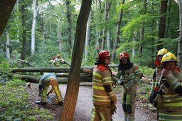 Grote boom blokkeert fietspad tussen Bussum en Huizen