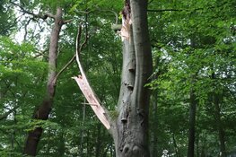 Grote boom blokkeert fietspad tussen Bussum en Huizen